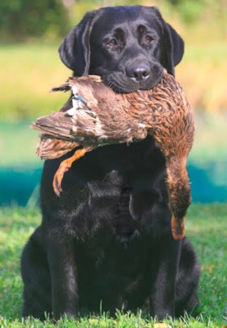 Event Logo for August Blue Springs Kennel Training Day