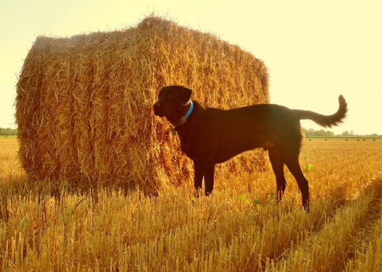 Event Logo for Farm Dog Certification