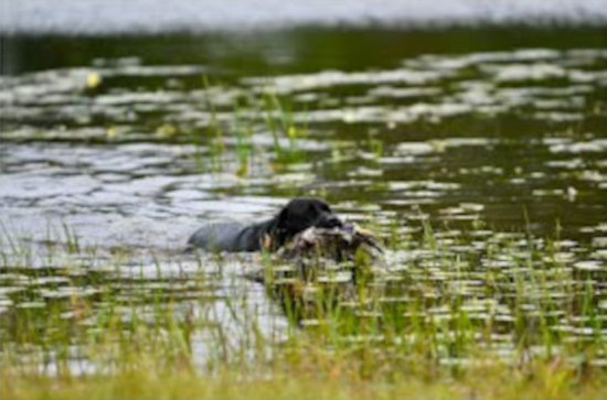 Event Logo for Blue Springs Kennel Training Day
