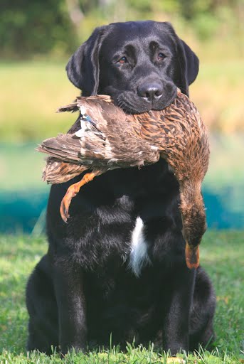 Event Logo for Junior Hunt Test